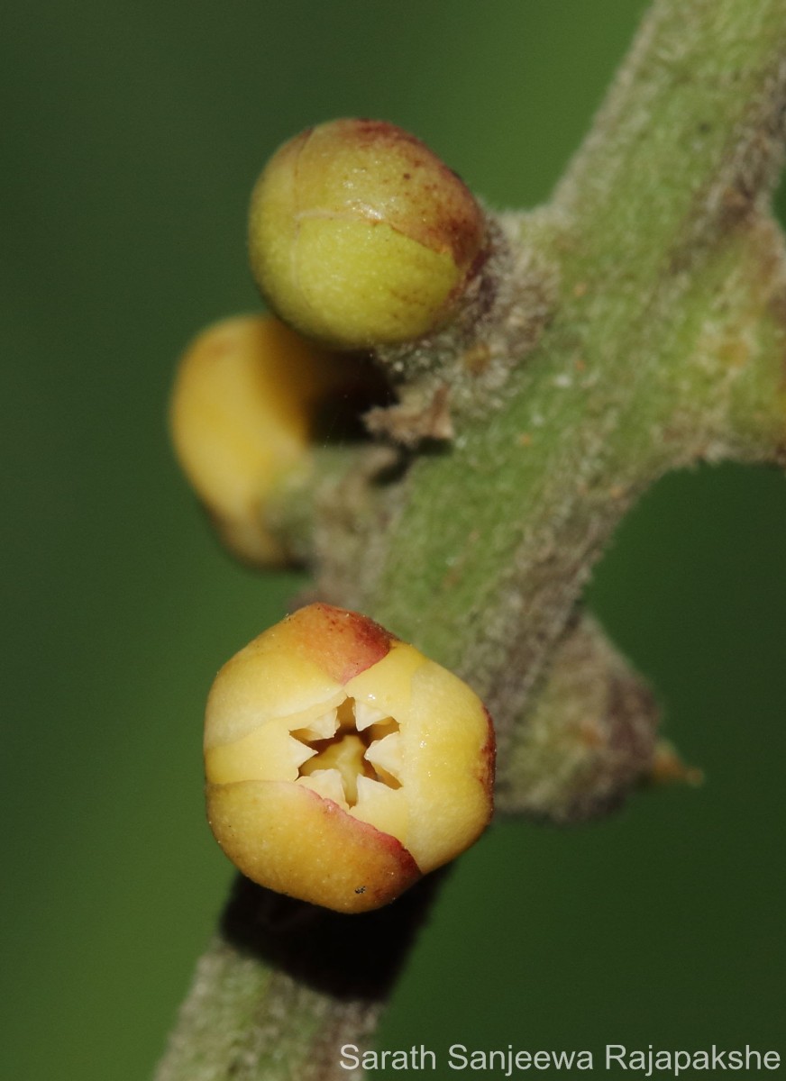 Aphanamixis polystachya (Wall.) R.Parker